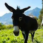 Frühstückspension Montebello 3*