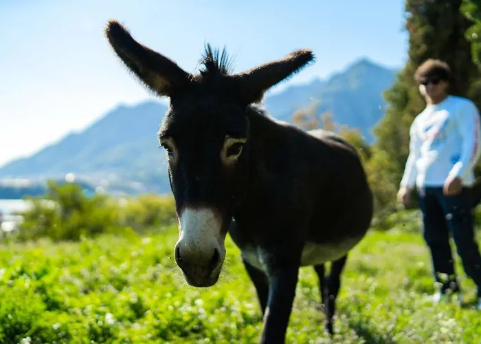 Bed and breakfast Montebello 3*