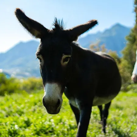 住宿加早餐酒店 Montebello 3*